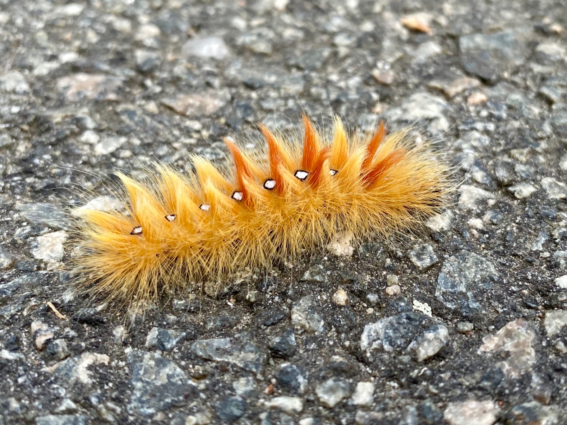 Fjärilslarv upptäckt på promenad