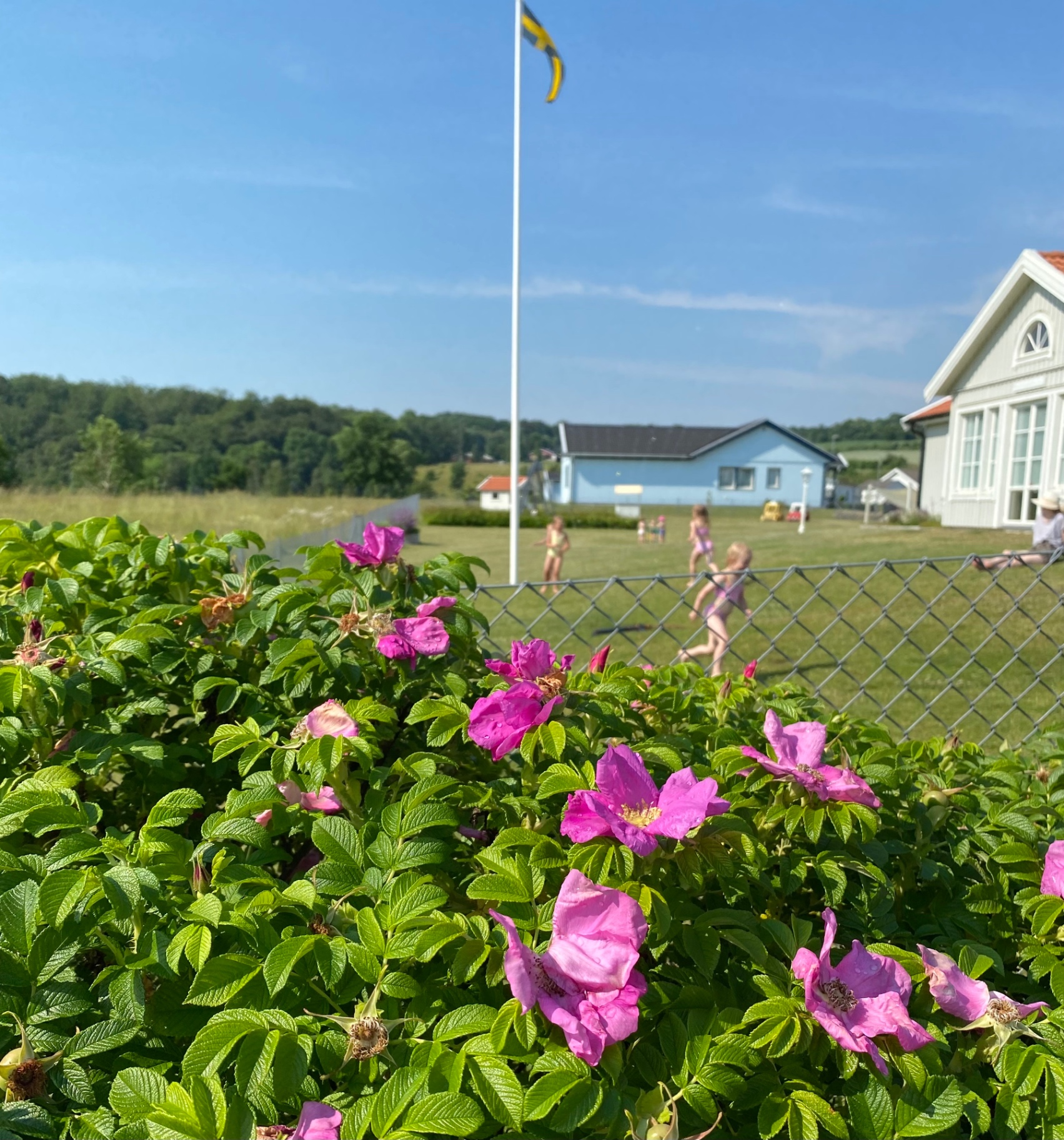 Förskolans trädgård med svensk flagga en solig sommardag